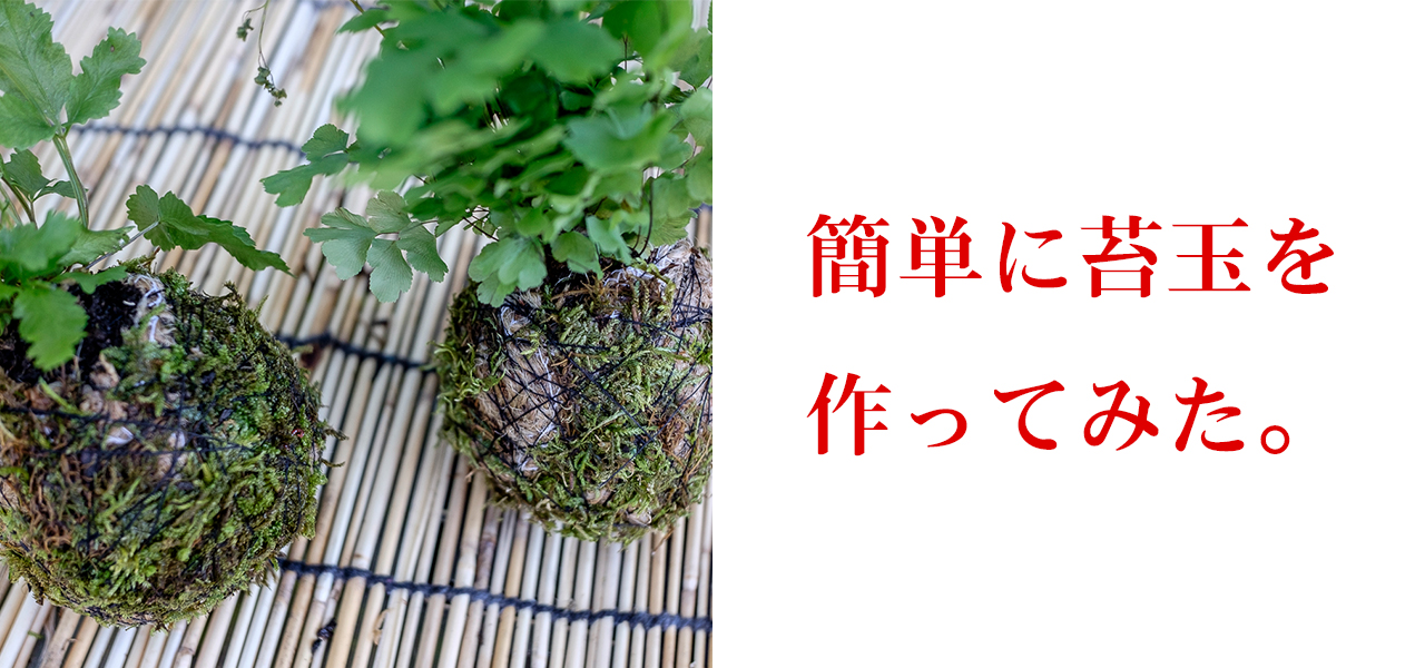 Diy 簡単な苔玉の作り方 100均でも材料が揃うよ Hasuda Works ハスダワークス
